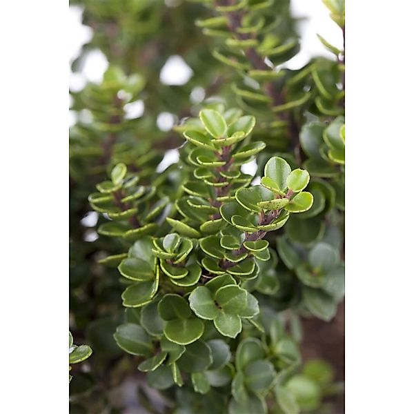 Ilex crenata 'Rotundifolia' 100-125 cm günstig online kaufen