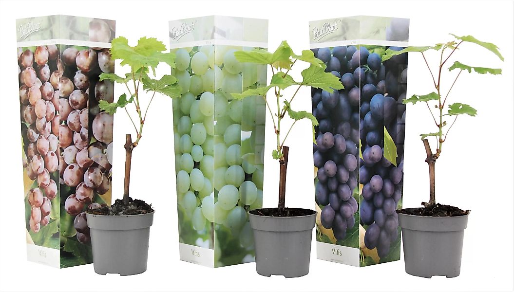 Perfect Plant | Mischung aus 3 winterharten Traubenpflanzen günstig online kaufen