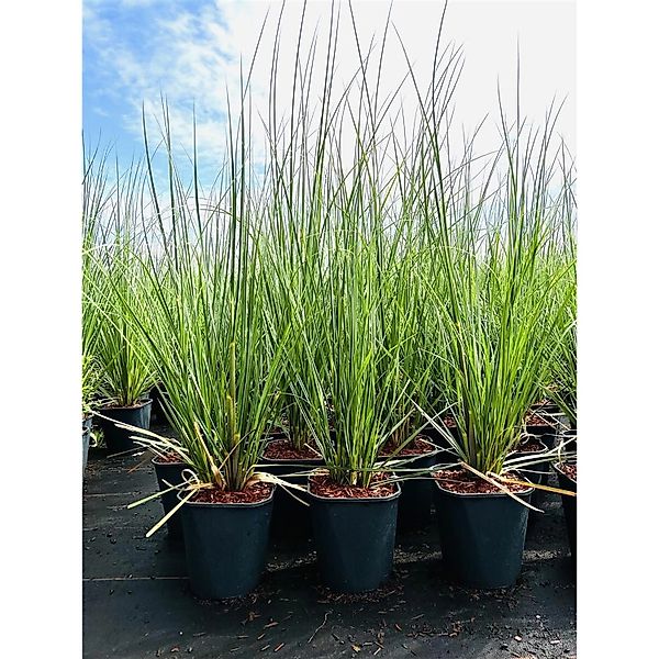 Cortaderia Selloana Pampasgras 3-5 Liter Container günstig online kaufen
