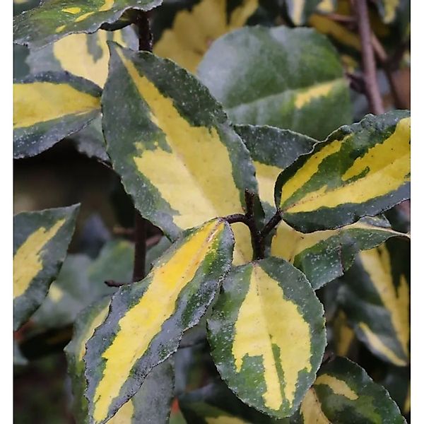 Hochstamm Buntlaubige Ölweide Maculata 80-100cm - Elaeagnus pungens günstig online kaufen