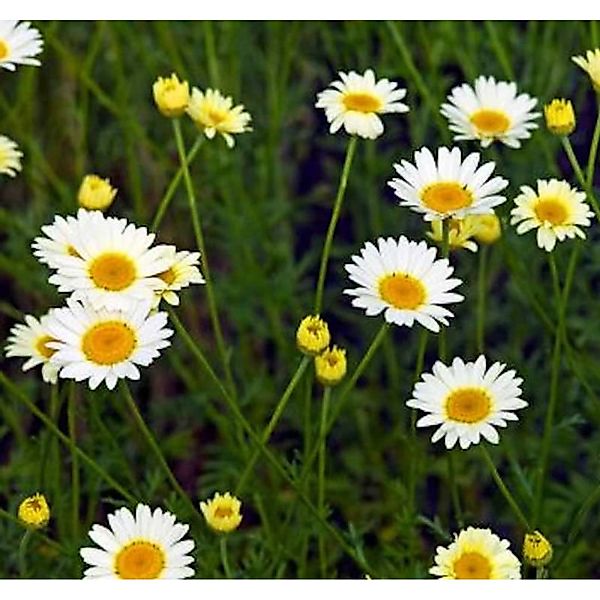 Färberkamille Alba - Anthemis tinctoria günstig online kaufen