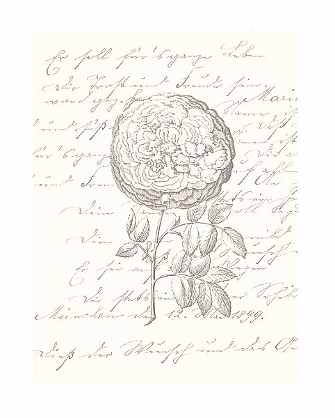 Komar Bild "Ma Chérie", Natur, (1 St.), Wandbild zur Dekoration - ohne Rahm günstig online kaufen