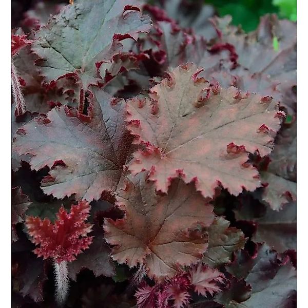 Purpurglöckchen Melting Fire  - großer Topf - Heuchera villosa günstig online kaufen