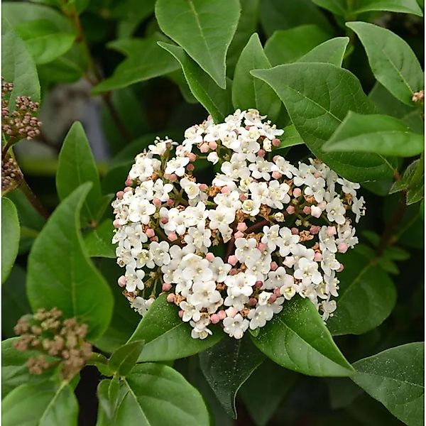 Mittelmeer Schneeball Ladybird 50-60cm - Viburnum tinus günstig online kaufen
