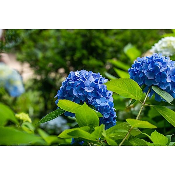 Hydrangea Mac. Bauernhortensie Belle Seduction 40-60 cm günstig online kaufen
