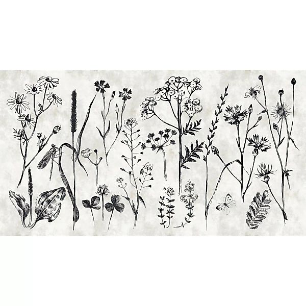 Fototapete Blumen Blumenwiese Beige Creme Schwarz 5,00 m x 2,70 m FSC® günstig online kaufen