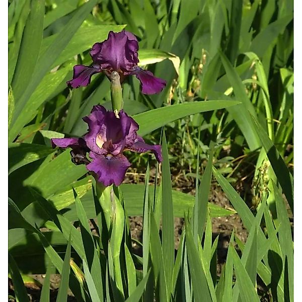 Schwertlilie One Desire - Iris barbata günstig online kaufen