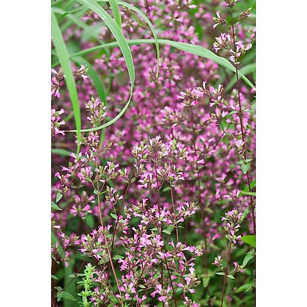 Origanum Laevigatum Hopley Dost Ca. 9x9 cm Topf günstig online kaufen