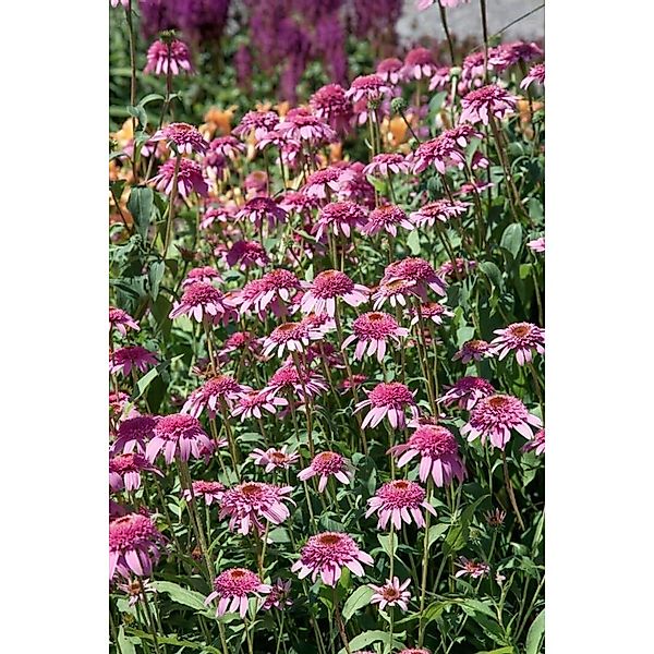 Echinacea Purpurea Razzmatazz Roter Sonnenhut Ca. 11x11 cm Topf günstig online kaufen