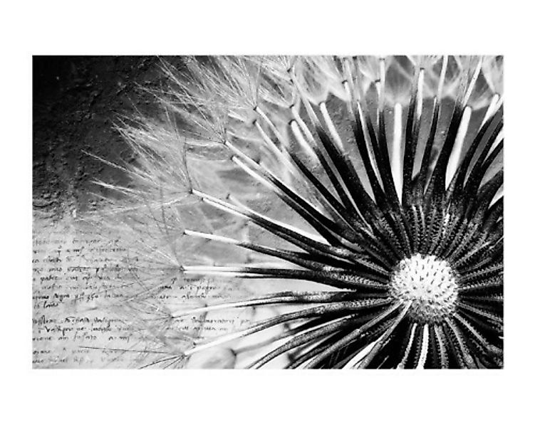 Fensterfolie Pusteblume Schwarz & Weiß günstig online kaufen
