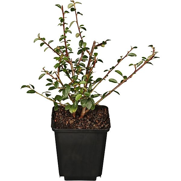 Teppich-Zwergmispel Streibs Findling Weiß Topf-Ø ca. 9 cm günstig online kaufen