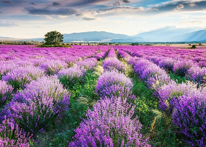 Papermoon Fototapete "Lavende Garden" glatt günstig online kaufen