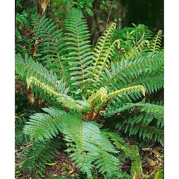 Polystichum Braunii Brauns Schildfarn Ca. 9x9 cm Topf günstig online kaufen