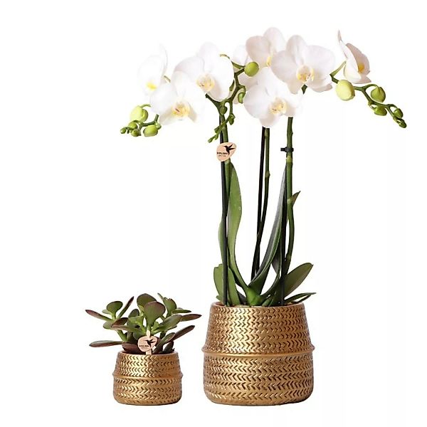Kolibri Pflanzenset Groove Gold Set mit Weißer Phalaenopsis Orchidee Amabil günstig online kaufen