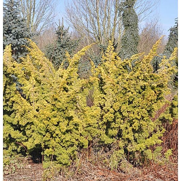 Gelber Moos Wacholder 30-40cm - Juniperus chinensis günstig online kaufen