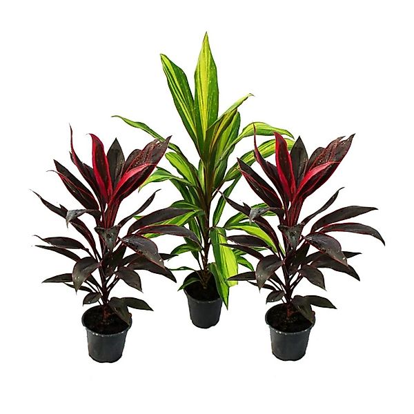 Exotenherz Zimmerpflanze 3er Set Cordyline fruticosa, Keulenlilie 12cm Topf günstig online kaufen