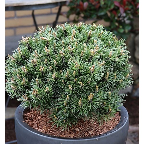 Zwerg Bergkiefer Benjamin 20-25cm - Pinus mugo günstig online kaufen