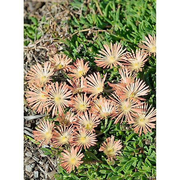 Delosperma Sutherlandii Peach Star Mittagsblume Ca. 9x9 cm Topf günstig online kaufen