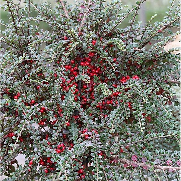 Fächer Felsenmispel 60-80cm - Cotoneaster horizontalis günstig online kaufen