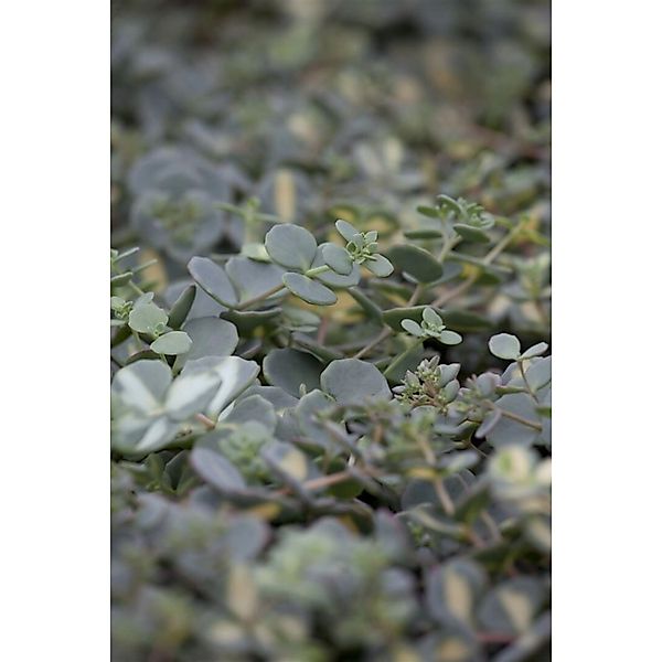 Sedum Sieboldii Oktoberle Sedum Ca. 9x9 cm Topf günstig online kaufen