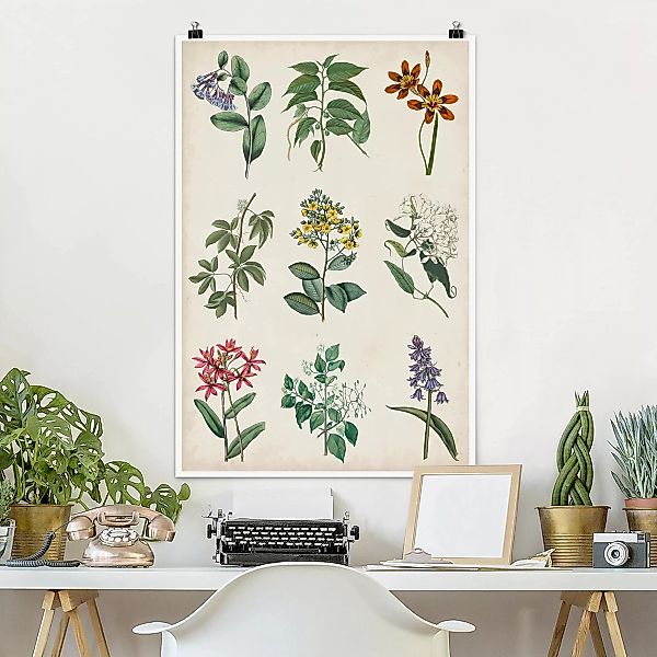 Poster - Hochformat Botanische Schautafel I günstig online kaufen