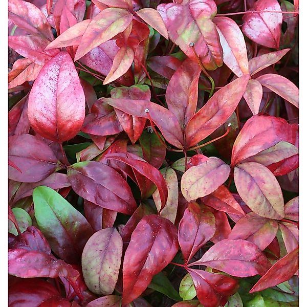 Himmelsbambus Flirt 40-60cm - Nandina domestica günstig online kaufen