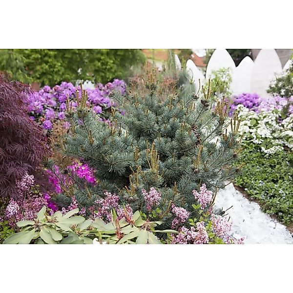 Pinus Parviflora Negishi Japanische Kiefer 100–125 cm günstig online kaufen