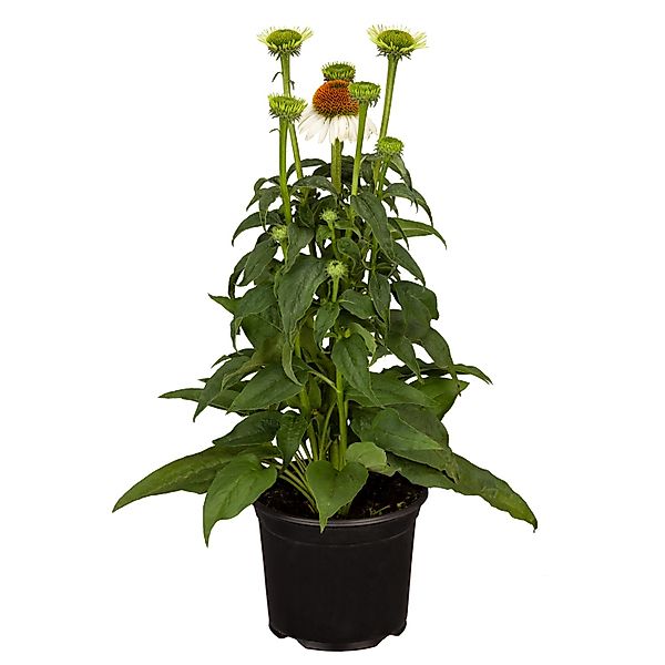 Purpursonnenhut Weiß Topf-Ø ca. 13 cm Echinacea purpurea günstig online kaufen