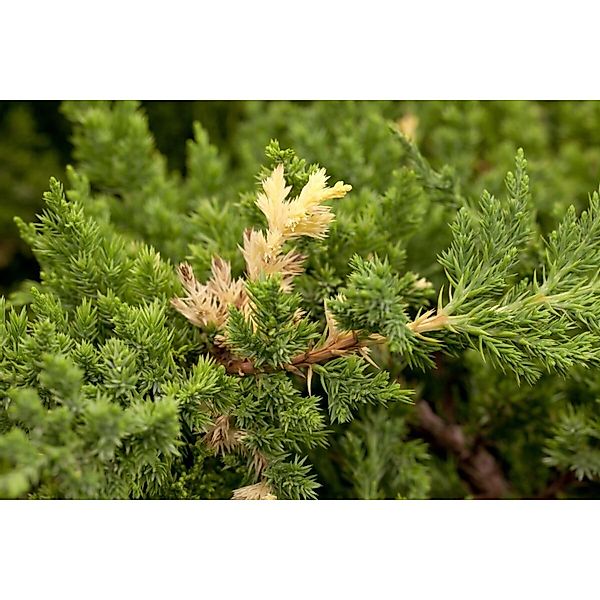 Juniperus Conferta Golden Wings Japanischer Kriechwacholder 20–25 cm günstig online kaufen