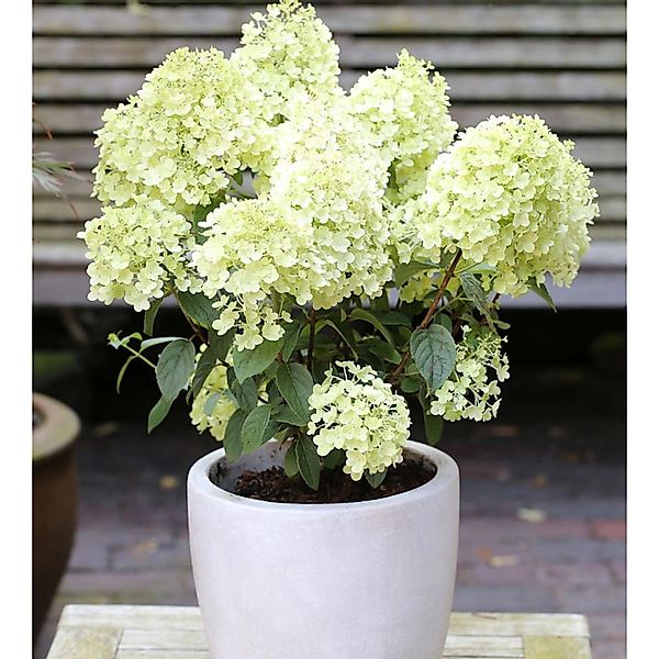 Rispenhortensie Bobo 25-30cm - Hydrangea paniculata günstig online kaufen