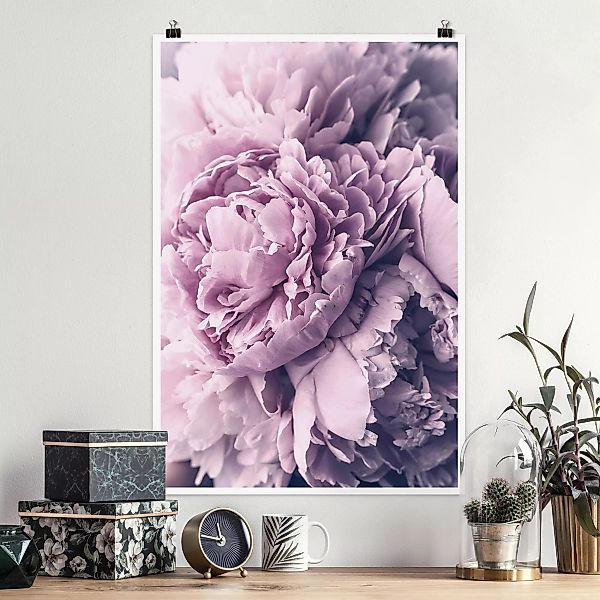 Poster - Hochformat Lila Pfingstrosenblüten günstig online kaufen