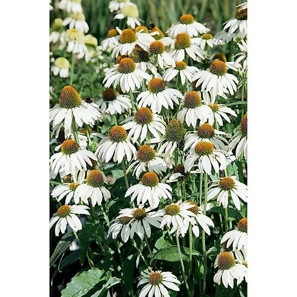 Echinacea Purpurea Avalanche R Roter Sonnenhut Ca. 11x11 cm Topf günstig online kaufen