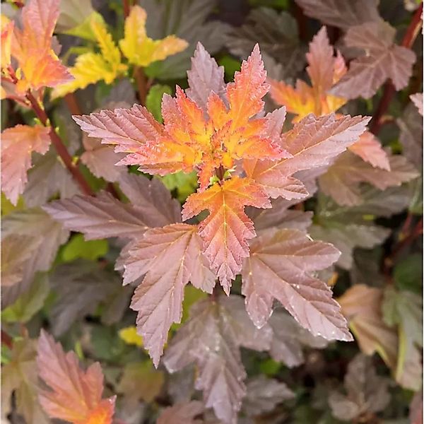 Blasenspiere Amber Queen 60-80cm - Physocarpus opulifolius günstig online kaufen