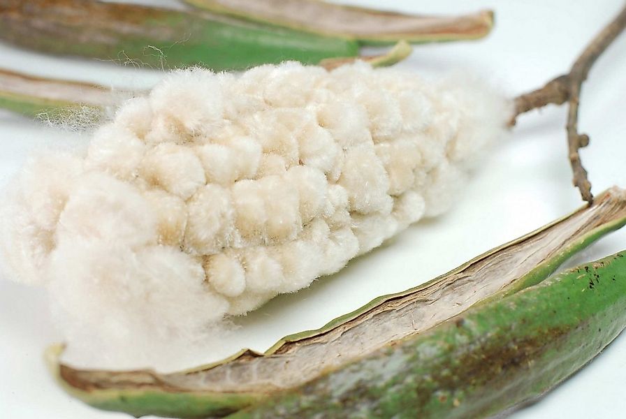 fränkische Schlaf-Manufaktur Gesundheitskissen Kapok Naturkissen aus reiner günstig online kaufen