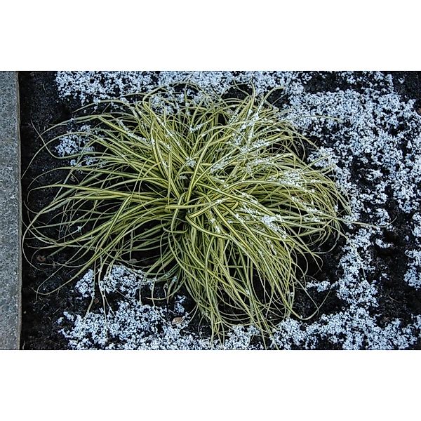 Carex Morrowii Aureovariegata Japan-Segge Gelb-Grün Ca. 9x9 cm Topf günstig online kaufen