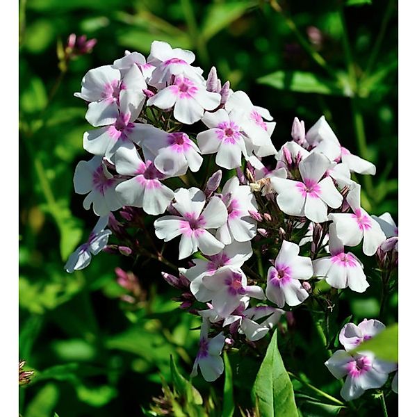 Hohe Flammenblume Europa - Phlox paniculata günstig online kaufen