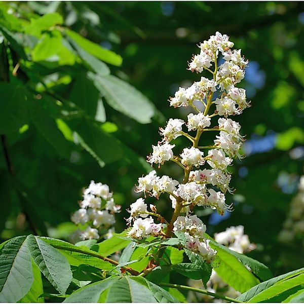 Rosskastanie 40-60cm - Aesculus hippocastanum günstig online kaufen