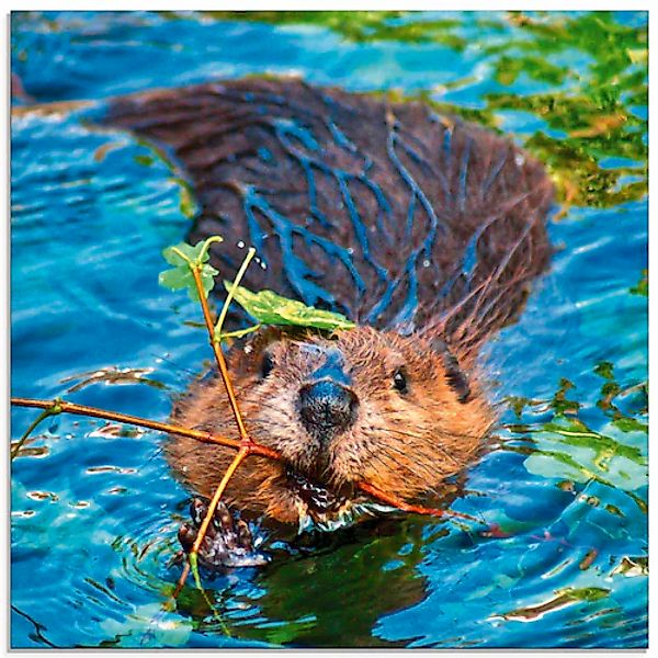 Artland Glasbild »Biber Apport«, Wildtiere, (1 St.), in verschiedenen Größe günstig online kaufen