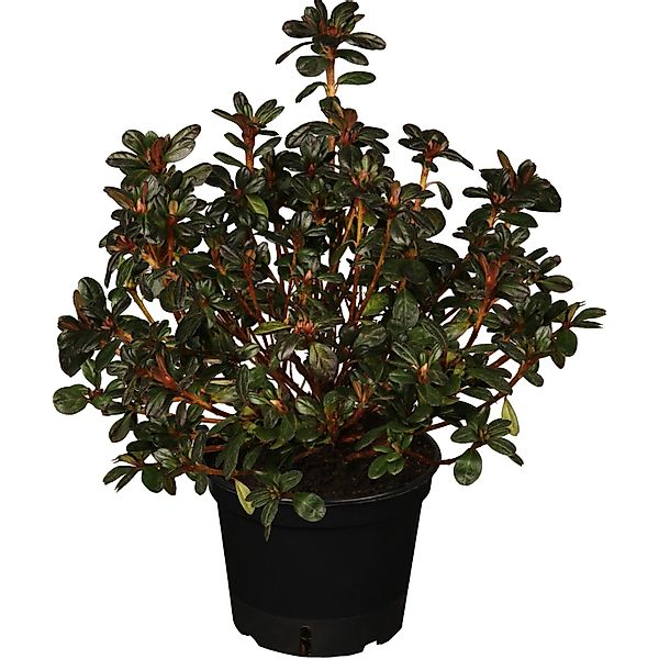 Rhododendron Pink Poetry Rosa-Weiß  Höhe ca. 20 - 50 cm Topf ca. 2 l günstig online kaufen