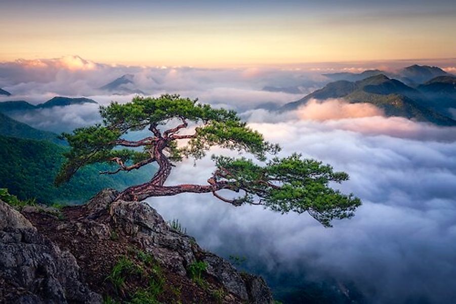 Papermoon Fototapete »Photo-Art TIGER SEO, AUF DEM BERG« günstig online kaufen