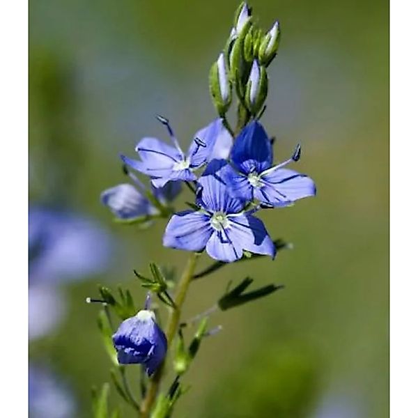 Veronika Österreichischer Ehrenpreis Kapitän - Veronica austriaca günstig online kaufen