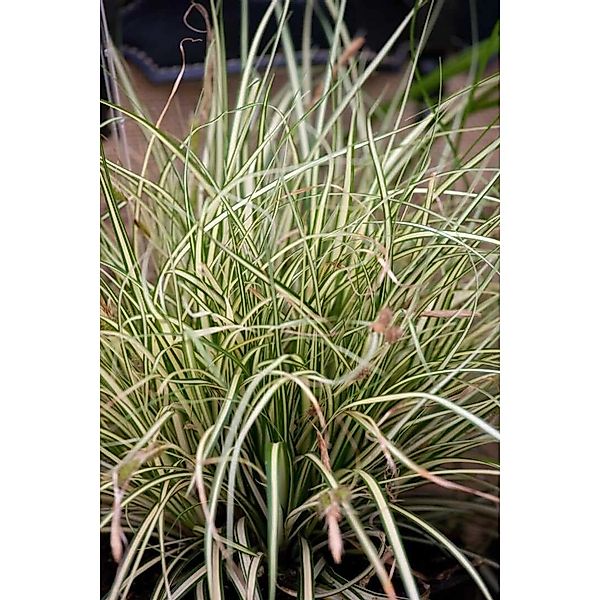 Carex Acutiformis Sumpf-Segge Ca. 9x9 cm Topf günstig online kaufen