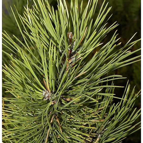 Österreichische Schwarzkiefer Select 50-60cm - Pinus nigra günstig online kaufen