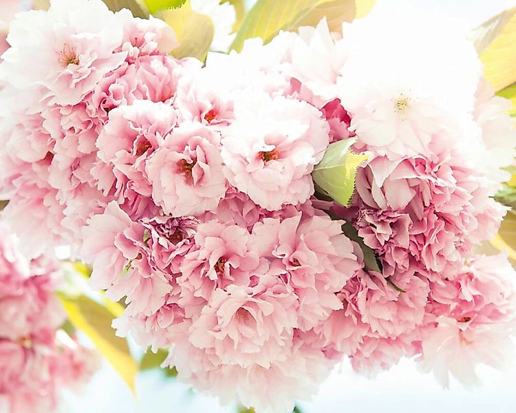 Fototapete "Frhling rosa" 4,00x2,50 m / Glattvlies Perlmutt günstig online kaufen