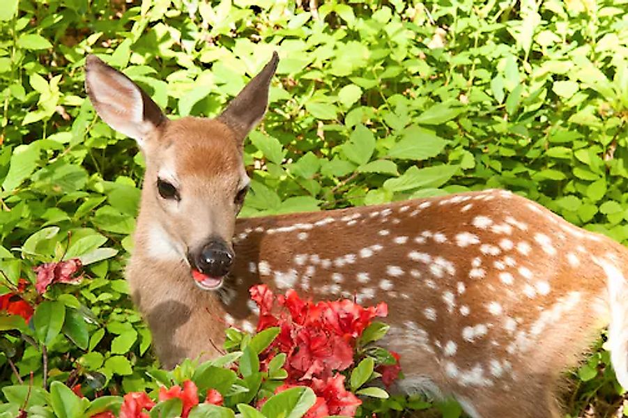 Papermoon Fototapete »BABY ROTHIRSCH-KALB TIER ROTWILD WALD BLUMEN NATUR« günstig online kaufen