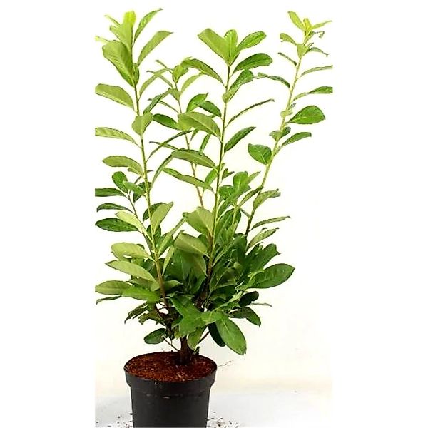 Pflanzen-Boering 10 Stück Kirschlorbeer Prunus Novita Pflanzenhöhe 50-60 cm günstig online kaufen