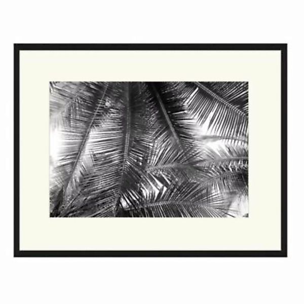 Any Image Wandbild Palmblätter schwarz Gr. 70 x 90 günstig online kaufen