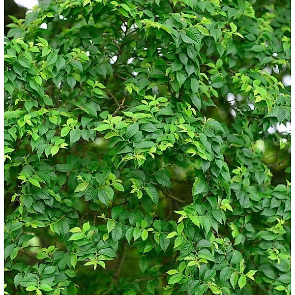 Zwergulme Jacqueline Hillier 100-125cm - Ulmus hollandica günstig online kaufen