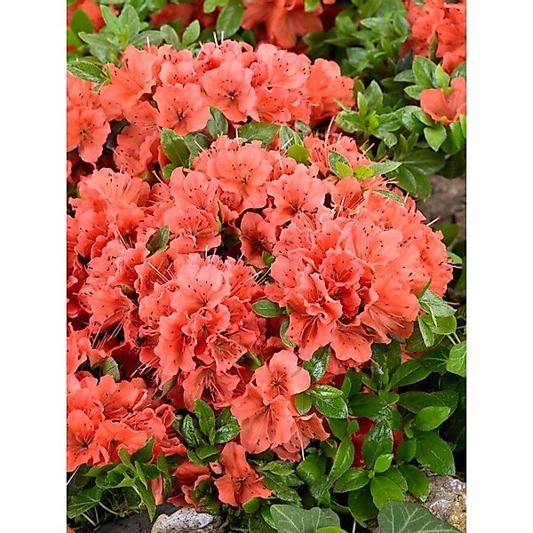 Rhododendron Obt. Geisha Orange Orange Blüten 30–40 cm günstig online kaufen