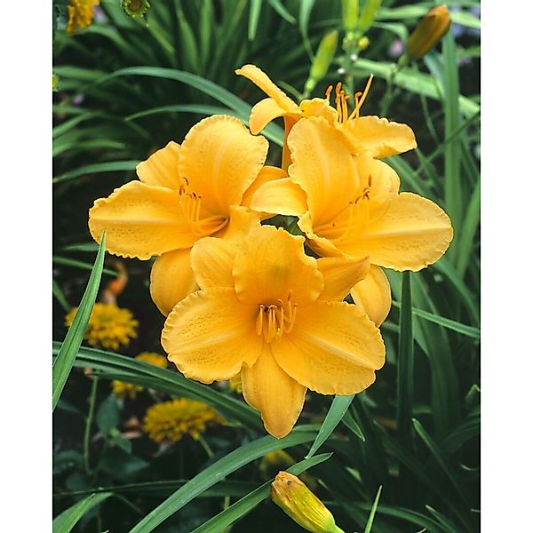 Hemerocallis X Cult. Golden Prize Taglilie Ca. 11x11 cm Topf günstig online kaufen